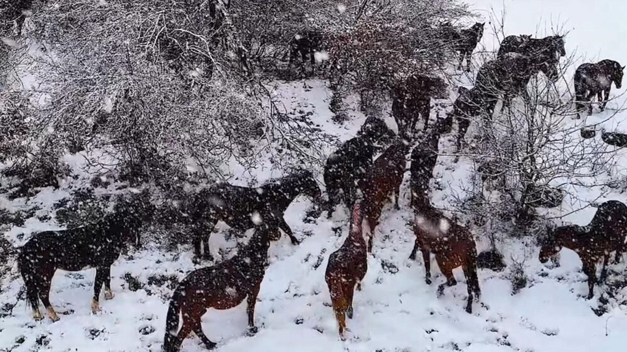 Yılkı atlarının sürü halinde karlar içinde dolaşması güzel ve muhteşem görüntüler ortaya çıkardı