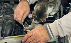 Oto tamircisi kedi: Nazlı