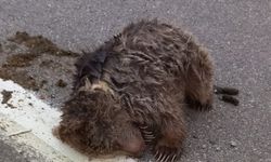Aracın çarptığı yavru ayı ölü taklidi yaparak ormana kaçtı