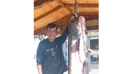 Kızılırmak'ta 65 kilogramlık yayın balığı yakaladı
