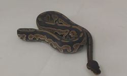 Sosyal medyadan satılmaya çalışılan piton yılanına el konuldu