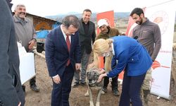 Bu hastalık köpeklerden insanlara bulaşıyor