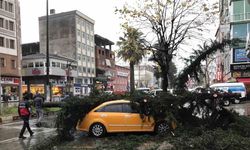 Fırtınanın devirdiği ağaç taksilere zarar verdi