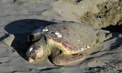 Sinop’ta nesli tükenmekte olan caretta caretta ölü halde bulundu