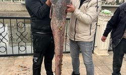 Yeşilırmak Nehri’nde 1,5 metrelik yayın balığı yakalandı