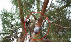 Ağaçta asılı kalan güvercini itfaiye kurtardı