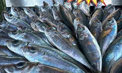 Tezgahlarda azman balığı bolluğu