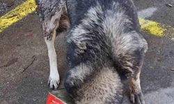 Yiyecek arayan köpek kafasını tenekeye sıkıştırdı