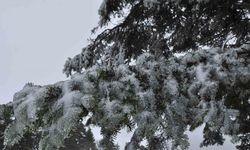 Çam ağaçlarının yaprakları buz tuttu