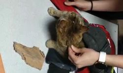Kafasını mama kutusuna sıkıştıran kedinin yardımına itfaiye ekipleri yetişti