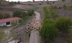 Koyun sürülerinin yayla göçü erken başladı