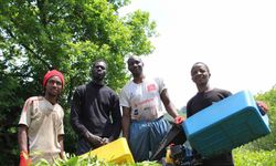 Senegalli çay işçileri kaçak çalıştıkları gerekçesiyle sınır dışı edilecek