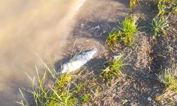 Çomar Barajı'ndaki balık ölümlerine inceleme