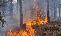 Osmancık'ta orman yangını!