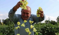 Amasya’nın ‘tescilli sarı altını’ çiçek bamyası altından daha kolay satılıyor