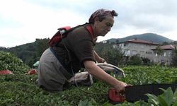 ÇAYKUR’un randevulu çay alım sistemine geçmesi üreticiyi sevindirdi