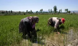 Tarım işçilerinin günlük yevmiyesi 300 TL