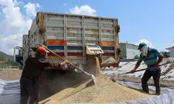 Osmancık TMO, 10 bin ton hububat alımı hedefliyor
