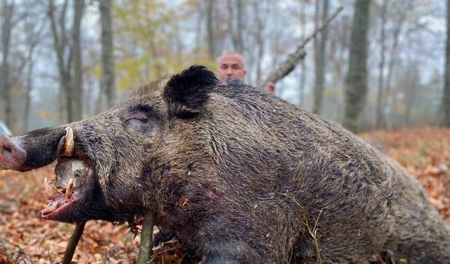 Avcılar yarım tonluk yaban domuzu avladı