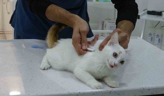 Evcil hayvanı olanlar dikkat, uyuz kapma riski bulunuyor