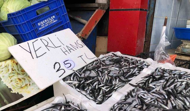 Karadeniz’de hamsi bolluğu sürüyor