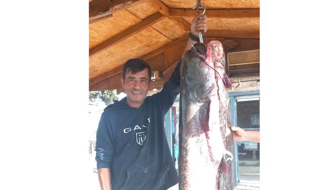 Kızılırmak'ta 65 kilogramlık yayın balığı yakaladı
