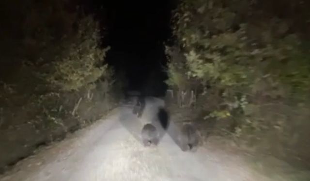 Köylere inen ayılar tedirgin ediyor