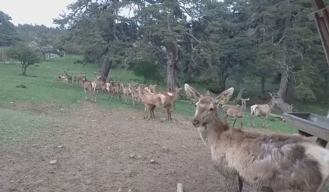 Kunduz'da üretilen  12 kızıl geyik doğaya salındı