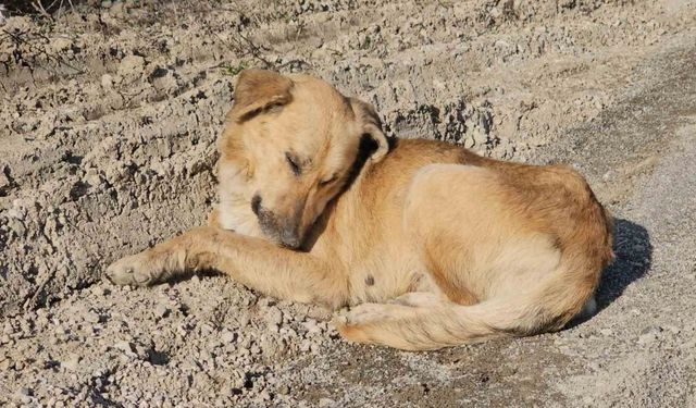 Kastamonu’da dehşet veren olay: 10 köpeği uyuşturup araziye attılar
