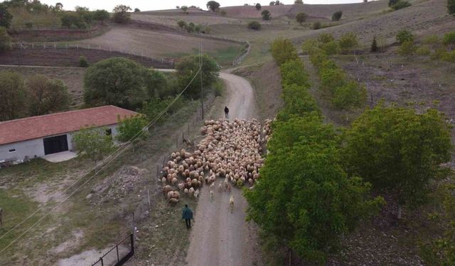 Koyun sürülerinin yayla göçü erken başladı