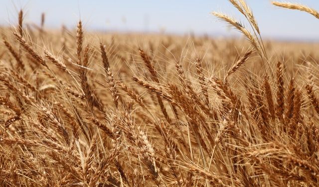 Türkiye’de buğday üretiminin en fazla yapıldığı iller
