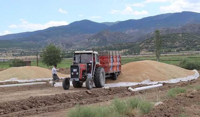 Osmancık TMO, 4 bin ton hububat alımı hedefliyor