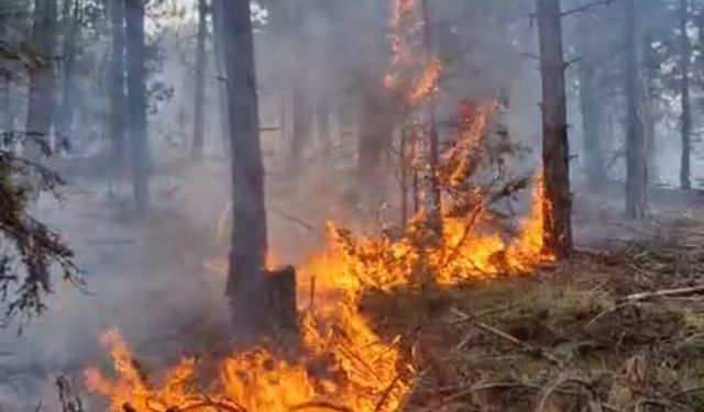 Osmancık'ta orman yangını!