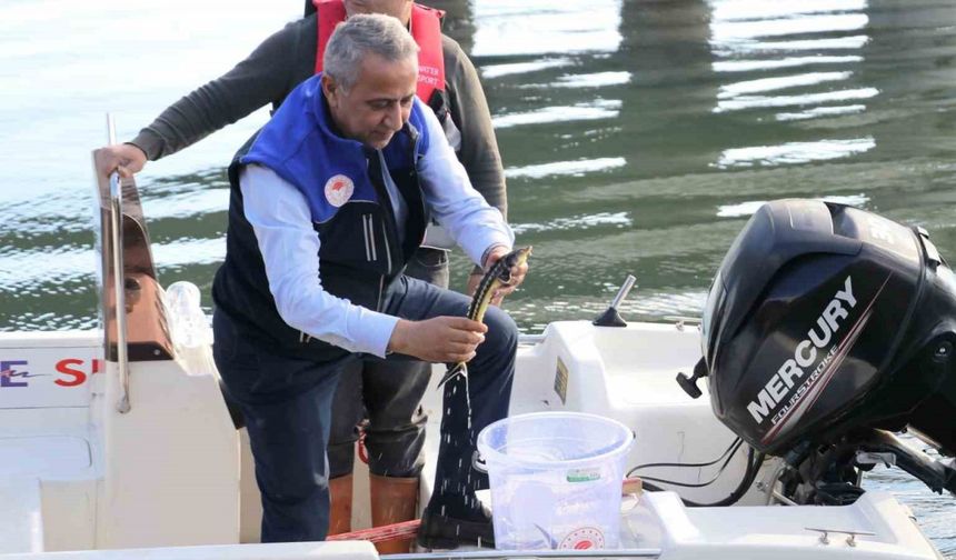 Yeşilırmak Nehri’ne 5 bin Mersin balığı yavrusu bırakıldı