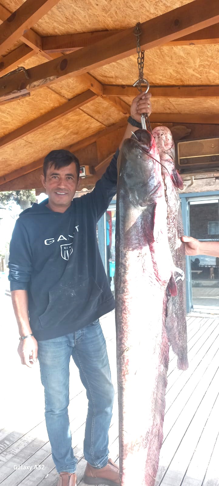 Kızılırmak'ta 65 kilogramlık yayın balığı yakaladı (1)