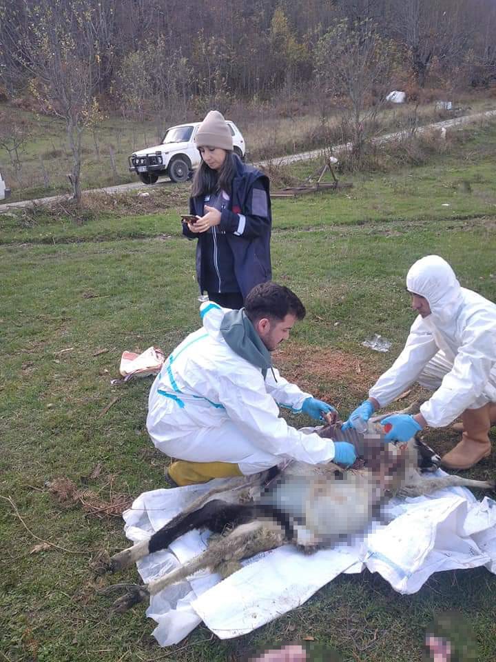 Ani koyun ölümleri: 1 haftada 18 koyunu telef oldu