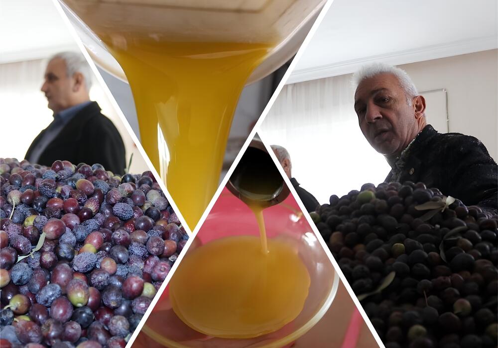 Osmancık zeytininin yağ olma hikayesi başladı