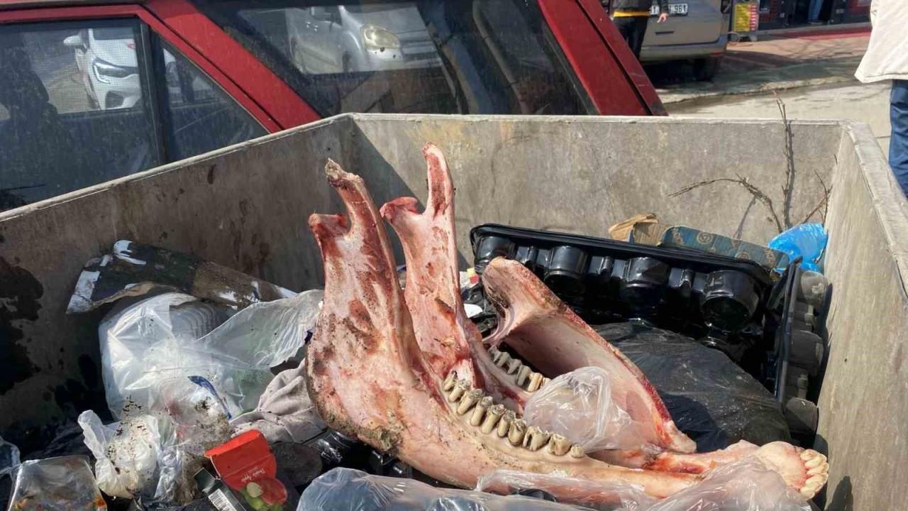 Çöpte Eti Sıyrılmış Tek Tırnaklı Hayvan Kemikleri Bulundu